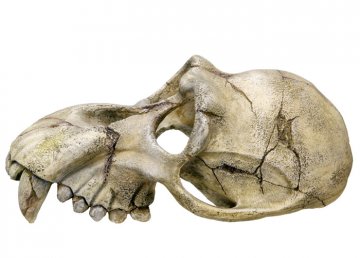 Nobby akvarijné dekorácie lebka opice 22,5 x 14,5 x 11 cm