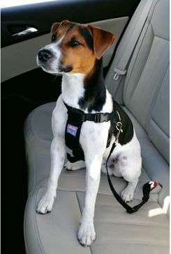Postroj pes Bezpečnostné do auta M Zolux
