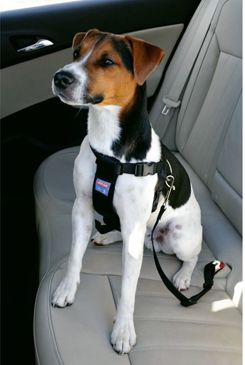 Postroj pes Bezpečnostné do auta S Zolux
